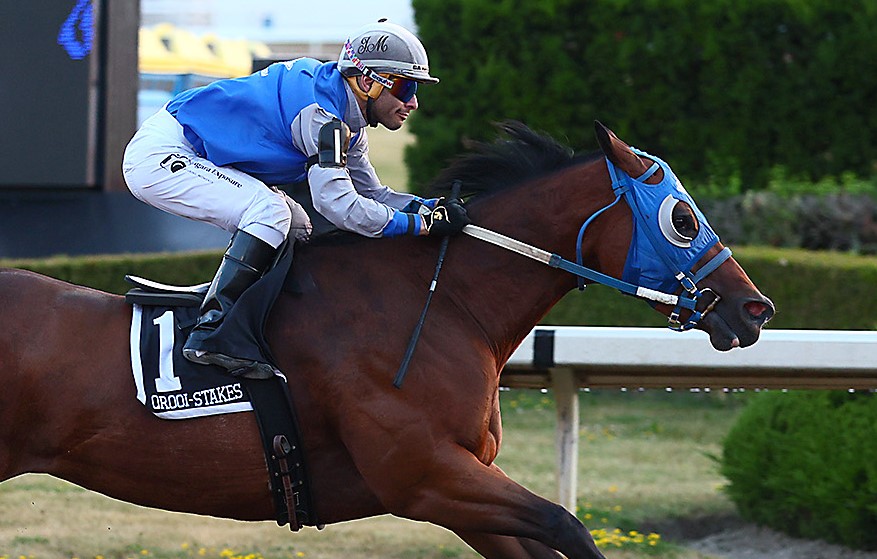 Had to Be Fabulous voted 2025 QROOI Horse of the Year