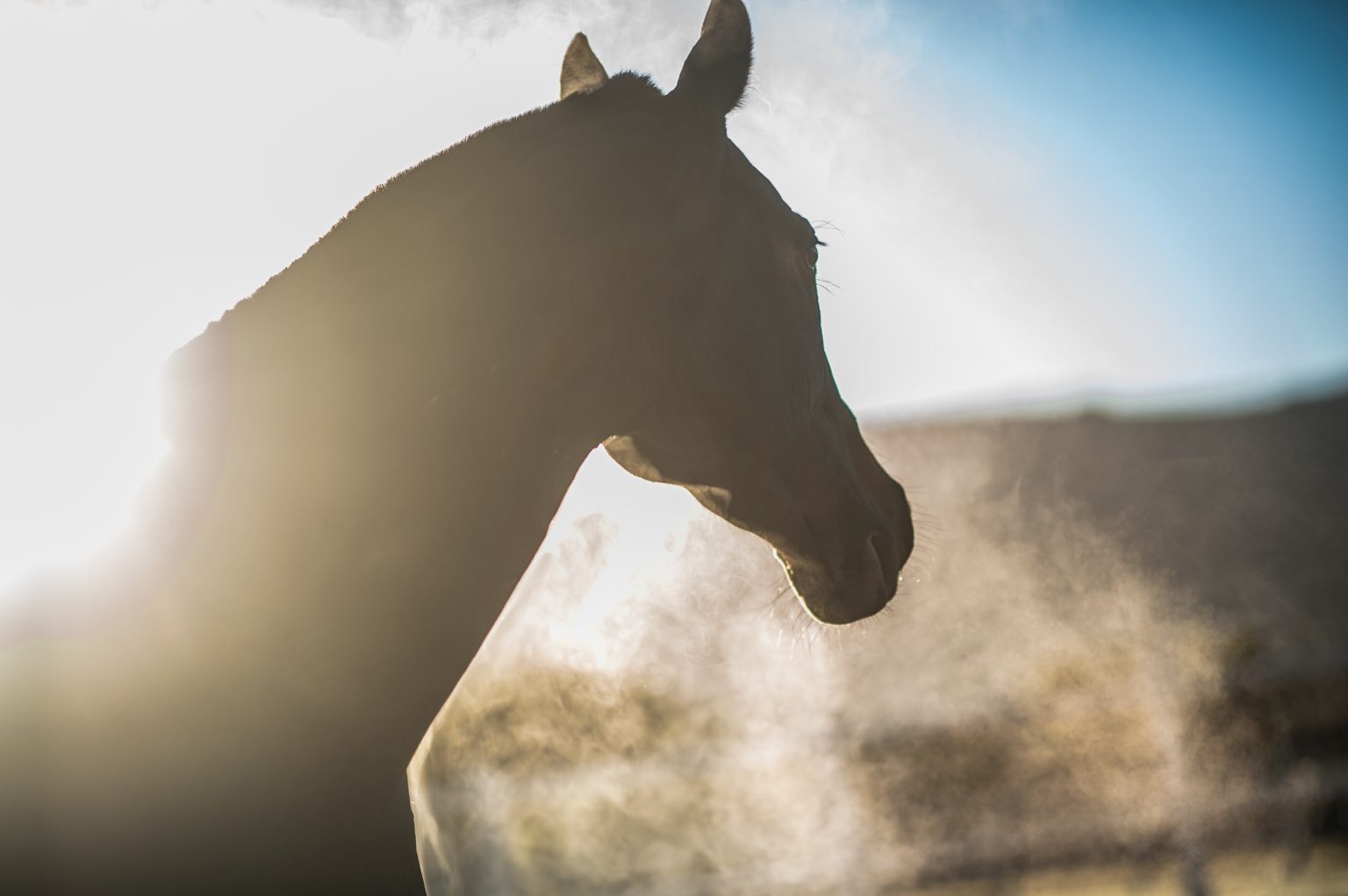 Ontario Racing Independent Chair Andrew Gaughan featured on Ponies 24-7 The Radio Magazine